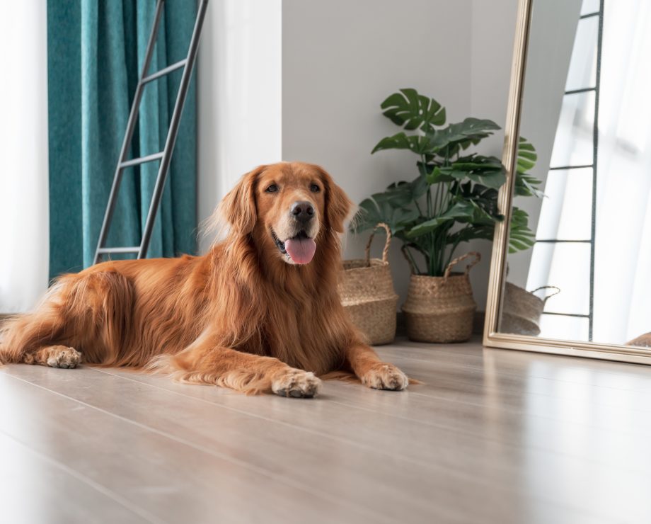 Nettoyer son intérieur avec un chien à la maison : une maison toujours propre