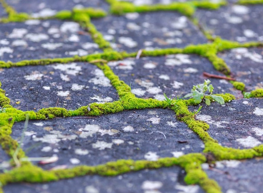 Mousse sur sol pavé